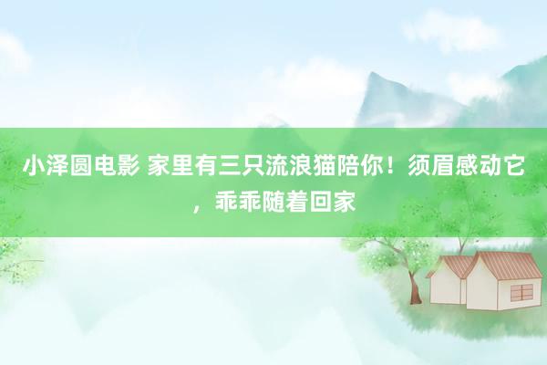 小泽圆电影 家里有三只流浪猫陪你！须眉感动它，乖乖随着回家